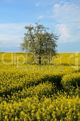 Baum im  Rapsfeld