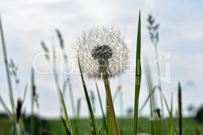 Pusteblume auf der Wiese