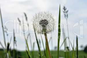 Pusteblume auf der Wiese