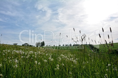 Pusteblumen auf der Wiese