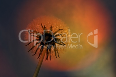 Pusteblume in Orange