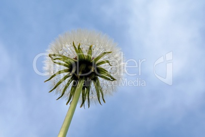 Pusteblume