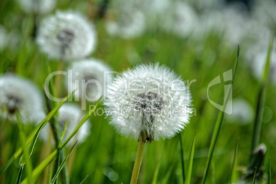 Pusteblumen auf der Wiese