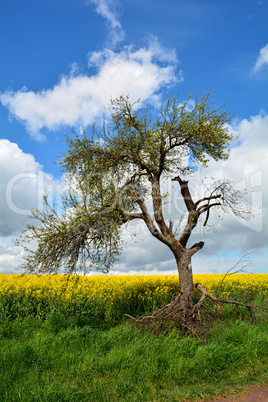 alter morscher Baum am Rapsfeld