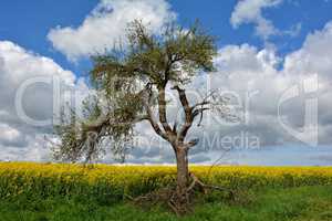 alter morscher Baum am Rapsfeld