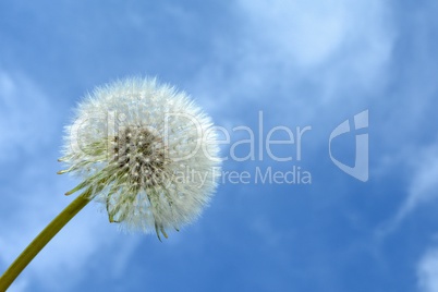 Pusteblume vor blauem Himmel