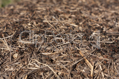 Anthill in the forest with many ants photo
