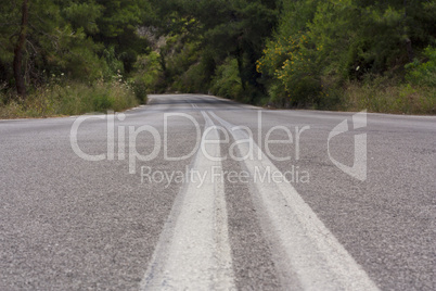 road in forest