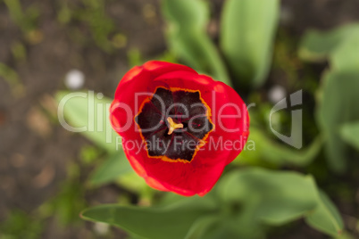Blossomed out tulip isolated on white