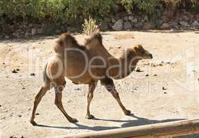 Standing bactrian camel (Camelus bactrianus)