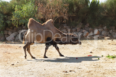 Standing bactrian camel (Camelus bactrianus)