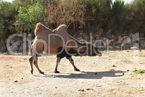 Standing bactrian camel (Camelus bactrianus)