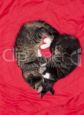 Cats cute couple heart love animal