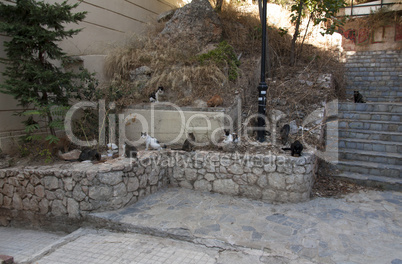 Street cats in Athens, Greece