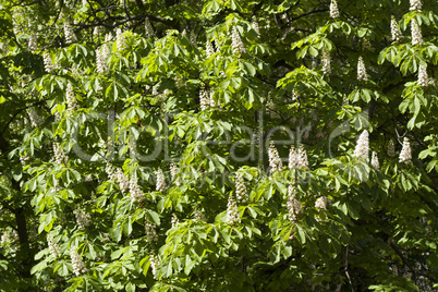 Flower spring blossoming chestnut tree flowers photo