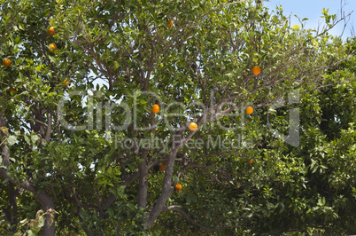 Orange orchard