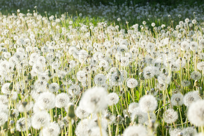 Field of dandelions