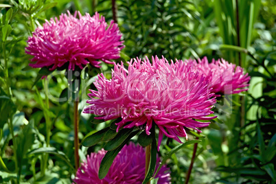 Aster pink lush