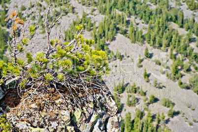 Cedar on the edge of a cliff