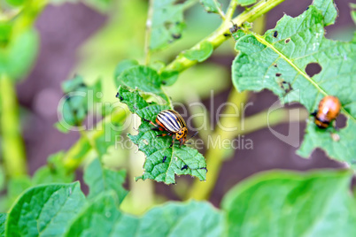 Colorado beetle and larva on potato leaves