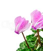 Cyclamen pink with leaves