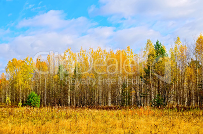 Forest autumn yellow and blue sky