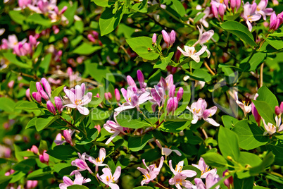 Honeysuckle pink blossoms