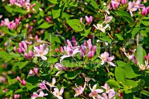 Honeysuckle pink blossoms