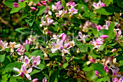 Honeysuckle pink with leaves