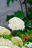 Hydrangea white with leaves