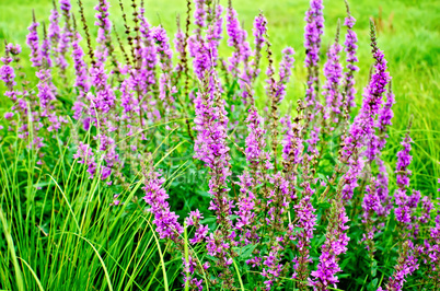 Lythrum salicaria pink