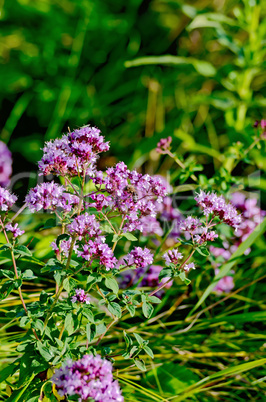 Oregano lilac with leaves
