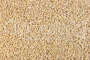 Pearl barley texture