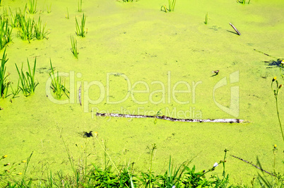 Pond overgrown with duckweed and grass