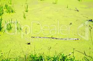 Pond overgrown with duckweed and grass