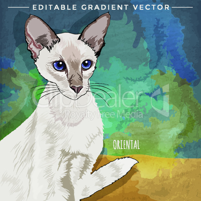 Oriental Shorthair. Vector illustration of a cat at home.