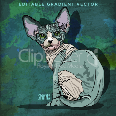 Sphynx Cat. Vector illustration of a cat at home.