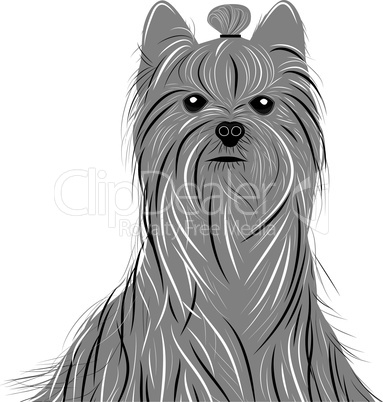 Dog yorkshire terrier vector portrait of a Domestic Dog. Cute animal head.