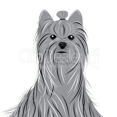 Dog yorkshire terrier vector portrait of a Domestic Dog. Cute animal head.