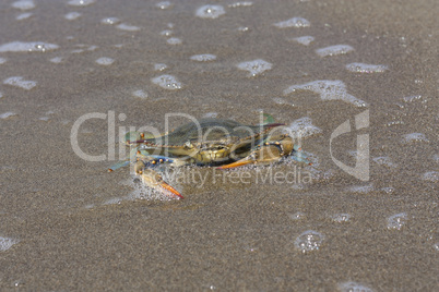 Blue crab, Callinectes sapidus in sand photo