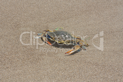 Blue crab, Callinectes sapidus in sand photo