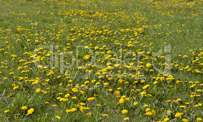 Yellow dandelion flowers on meadow photo
