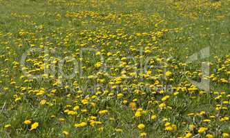 Yellow dandelion flowers on meadow photo