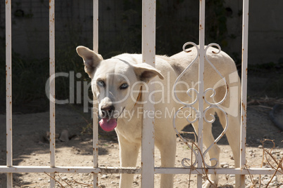 Cute dog behind fence