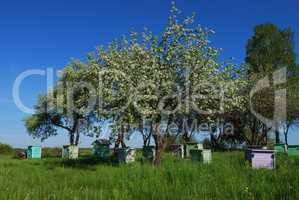 Honey bee hives in spring apple garden