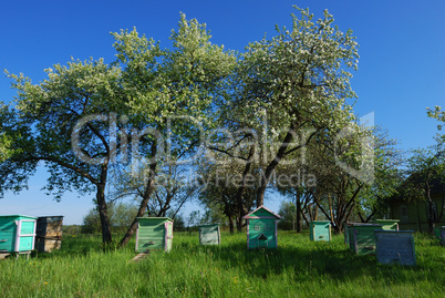 Honey bee hives in spring apple garden