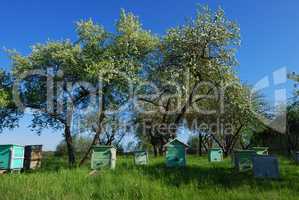 Honey bee hives in spring apple garden