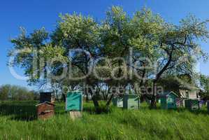 Honey bee hives in spring apple garden