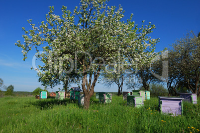Honey bee hives in spring apple garden