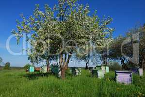 Honey bee hives in spring apple garden